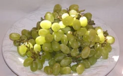 Thompson Seedless Grape Vine - 1 Gallon Pot -Cheap Green Garden Store 10092 thompson seedless grape