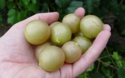 Summit Muscadine - 1 Gallon Pot -Cheap Green Garden Store 10470 summit muscadine