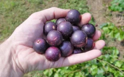 Nesbitt Muscadine Grape Vine - 1 Gallon Pot -Cheap Green Garden Store 10547 nesbitt muscadine