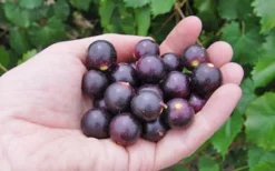 Noble Muscadine Grape Vine (Self Fertile) - 1 Gallon Pot -Cheap Green Garden Store 10548 noble muscadine