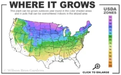 American Sweet Flag (Acorus Americanus) - 1 Gallon Pot 8 American Sweet Flag (Acorus Americanus) - 1 Gallon Pot -Cheap Green Garden Store 3a 8a 1