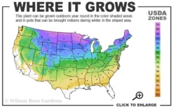 American Wild Plum Tree (Prunus Americana) - 1 Gallon Pot -Cheap Green Garden Store 3a 8b 11