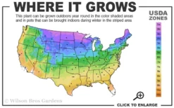 Immortality Tall Bearded Iris (Reblooming) - 1 Gallon Pot -Cheap Green Garden Store 3a 9b 4