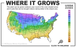 Grancy Graybeard - White Fringe Tree - 1 Gallon Pot -Cheap Green Garden Store 3b 9a