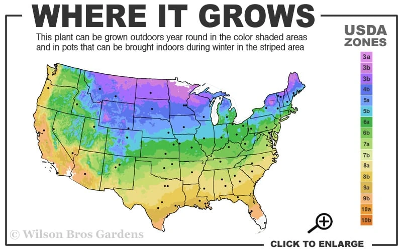 Spartan Juniper - 7 Gallon Pot (3-4') 3 Spartan Juniper - 7 Gallon Pot (3-4') - Image 3