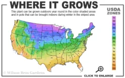 Hetzi Columnar Juniper - 7 Gallon Pot (4-5') -Cheap Green Garden Store 3b 9b 5