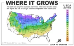 Northern Highbush Blueberry (Vaccinum Corymbosum) - 1 Gallon Pot -Cheap Green Garden Store 4a 8a 3