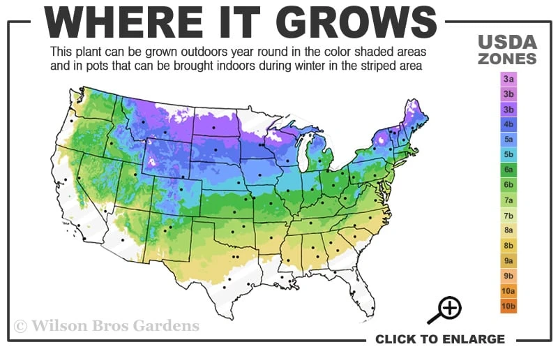 Heritage Raspberry - 6 Pack Of 1 Gallon Pots 3 Heritage Raspberry - 6 Pack Of 1 Gallon Pots - Image 3