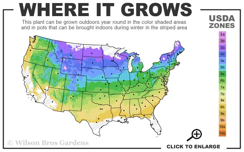 Jane Magnolia Tulip Tree - 7 Gallon Pot (4-5') 3 Jane Magnolia Tulip Tree - 7 Gallon Pot (4-5') - Image 3