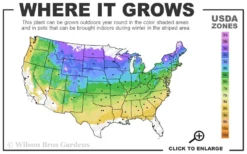 American Sweet Crabapple Tree (Malus Coronaria) - 1 Gallon Pot -Cheap Green Garden Store 4a 8b 29