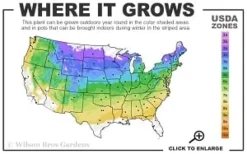 Fragrant Winter Honeysuckle Bush (Lonicera Fragrantissima) - 1 Gallon Pot -Cheap Green Garden Store 4a 8b thumbnail 2