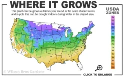 Climbing Hydrangea 'Petiolaris' - 2 Gallon Pot -Cheap Green Garden Store 4a 9a 1