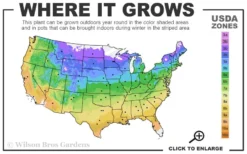 Autumn Brilliance Serviceberry Tree - 7 Gallon Pot (4-5') 11 Autumn Brilliance Serviceberry Tree - 7 Gallon Pot (4-5') -Cheap Green Garden Store 4a 9b 7