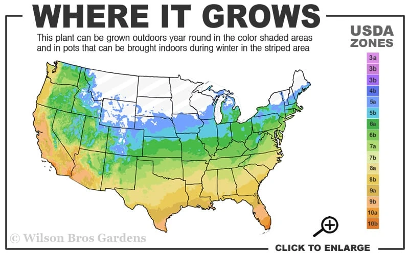 Anne Marie White Variegated Ivy (Hedera Helix) - 5 Pack Of Pint Pots 3 Anne Marie White Variegated Ivy (Hedera Helix) - 5 Pack Of Pint Pots - Image 3