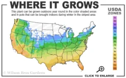 Chicago Cold Hardy Fig Tree - 1 Gallon Pot -Cheap Green Garden Store 5a 10b 4