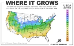 Autumn Moon Japanese Maple - 3 Gallon Pot (2.5 To 3.5') 9 Autumn Moon Japanese Maple - 3 Gallon Pot (2.5 To 3.5') -Cheap Green Garden Store 5a 8b 18