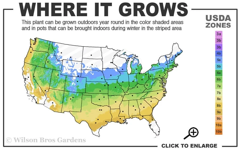 Scarlet Princess Dwarf Japanese Maple - 3 Gallon Pot 3 Scarlet Princess Dwarf Japanese Maple - 3 Gallon Pot - Image 3