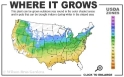 Crescent Moon Japanese Maple (Acer Palmatum 'Mikazuki') - 3 Gallon Pot (3-4') -Cheap Green Garden Store 5a 9a 49