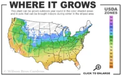 Centennial Star Magnolia - 3 Gallon Pot -Cheap Green Garden Store 5a 9b 53