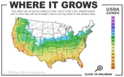 Sweetbay Magnolia - 1 Gallon Pot -Cheap Green Garden Store 5b 11 1