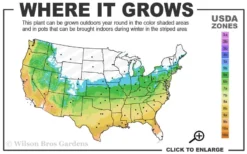 Orange Dream Japanese Maple - 3 Gallon Pot 9 Orange Dream Japanese Maple - 3 Gallon Pot -Cheap Green Garden Store 5b 9b 2