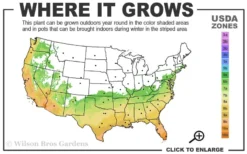 Russian 26 Cold Hardy Pomegranate - 6 Pack Of 1 Gallon Pots -Cheap Green Garden Store 6B 11