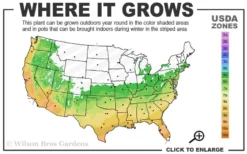 Leyland Cypress - 3 Gallon Pot -Cheap Green Garden Store 6a 10a 1