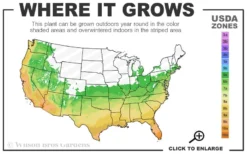Alta Southern Magnolia - 3 Gallon Pot -Cheap Green Garden Store 6a 10b 1