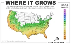 Don Juan Climbing Rose - 3 Gallon Pot -Cheap Green Garden Store 6a 11