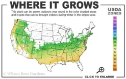 Schip Laurel (Prunus Laurocersasus 'Schipkaensis') - 6 Pack Of 1 Gallon Pots -Cheap Green Garden Store 6a 8b 6