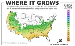 Titan Blueberry - 7 Gallon Pot -Cheap Green Garden Store 6a 9a 3