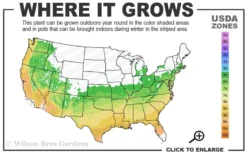 Serpentine Weeping Blue Atlas Cedar - 3 Gallon Pot 8 Serpentine Weeping Blue Atlas Cedar - 3 Gallon Pot -Cheap Green Garden Store 6a 9b 33