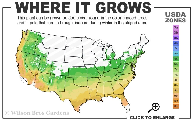 Serpentine Weeping Blue Atlas Cedar - 3 Gallon Pot 3 Serpentine Weeping Blue Atlas Cedar - 3 Gallon Pot - Image 3