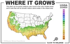 Spring Awakening Fragrant Camellia Hybrid - 3 Gallon Pot -Cheap Green Garden Store 6b 10a