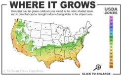 Angus Cold Hardy Eucalyptus Tree (Eucalyptus Nicholii) - 6 Pack Of 1 Gallon Pots -Cheap Green Garden Store 6b 10b 4