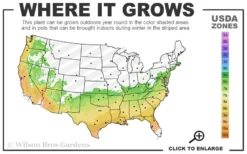 Delite Rabbiteye Blueberry - 3 Gallon Pot 6 Delite Rabbiteye Blueberry - 3 Gallon Pot -Cheap Green Garden Store 6b 9b 21