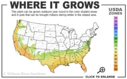 Little Gem Dwarf Southern Magnolia - 5 Gallon Pot -Cheap Green Garden Store 7a 10a 2