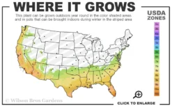 Juiced Orange Jessamine (Cestrum Corymbosum) - 3 Pack Of Quart Pots -Cheap Green Garden Store 7a 10b 113