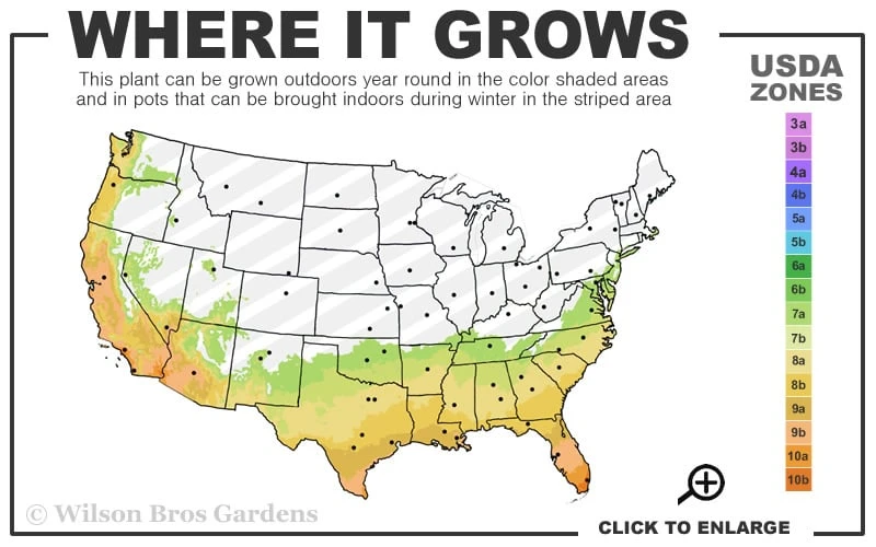 Sheila Cold Hardy Eucalyptus Tree (Eucalyptus Stellulata) - 6 Pack Of 1 Gallon Pots 3 Sheila Cold Hardy Eucalyptus Tree (Eucalyptus Stellulata) - 6 Pack Of 1 Gallon Pots - Image 3