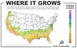 Evergreen Huckleberry (Vaccinium Ovatum) - 1 Gallon Pot -Cheap Green Garden Store 7a 9b 32