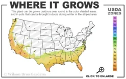 Fragrant White Tea Olive - 7 Gallon Pot (4-5') -Cheap Green Garden Store 7b 10b 2