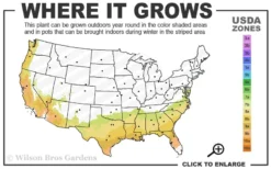 Alapaha Rabbiteye Blueberry - 7 Gallon Pot -Cheap Green Garden Store 7b 9b 2