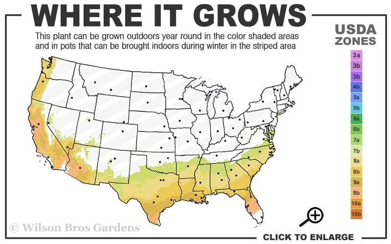 Becky Blue Rabbiteye Blueberry - 2.5 Quart Pot 3 Becky Blue Rabbiteye Blueberry - 2.5 Quart Pot - Image 3