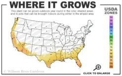 Jersey Girl Cold Hardy Eucalyptus Tree (Eucalyptus Macarthurii) - 6 Pack Of 1 Gallon Pots -Cheap Green Garden Store 8a 11 4