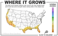 Summit Muscadine - 1 Gallon Pot -Cheap Green Garden Store 8b 11 2