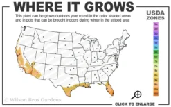 Little Prince Banana Plant - 1 Gallon Pot 6 Little Prince Banana Plant - 1 Gallon Pot -Cheap Green Garden Store 9a 11 1