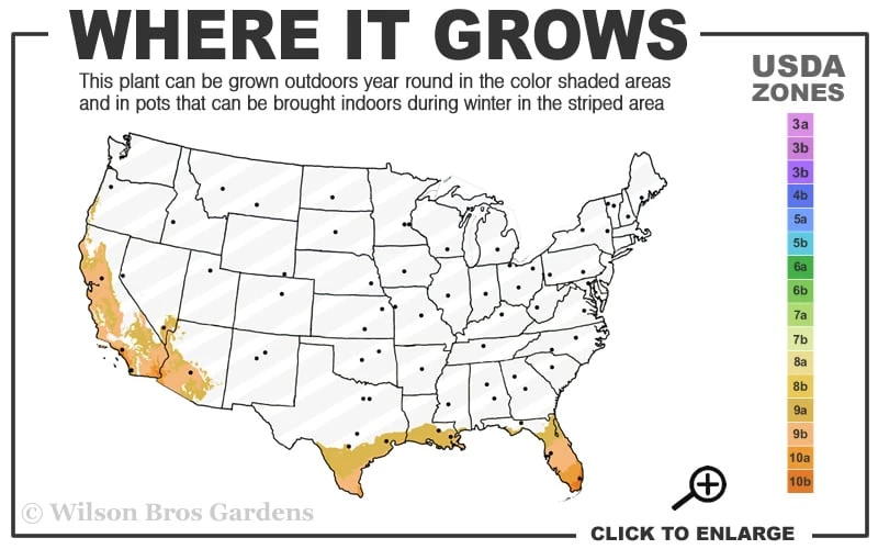 Little Prince Banana Plant - 1 Gallon Pot 3 Little Prince Banana Plant - 1 Gallon Pot - Image 3