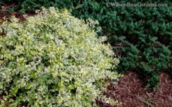 Lemon Lime Dwarf Abelia - 3 Gallon Pot -Cheap Green Garden Store Abelia Lemon Lime 52