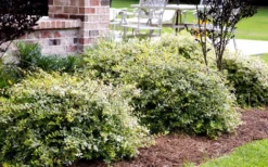 Lemon Lime Dwarf Abelia - 3 Gallon Pot -Cheap Green Garden Store Abelia Lemon Lime In Landscape