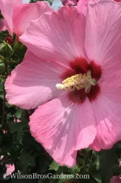 Aphrodite Rose Of Sharon (Single Trunk Tree) - 5 Gallon Pot -Cheap Green Garden Store Althea Aphrodite Rose Of Sharon Hibiscus 2 500x750 1